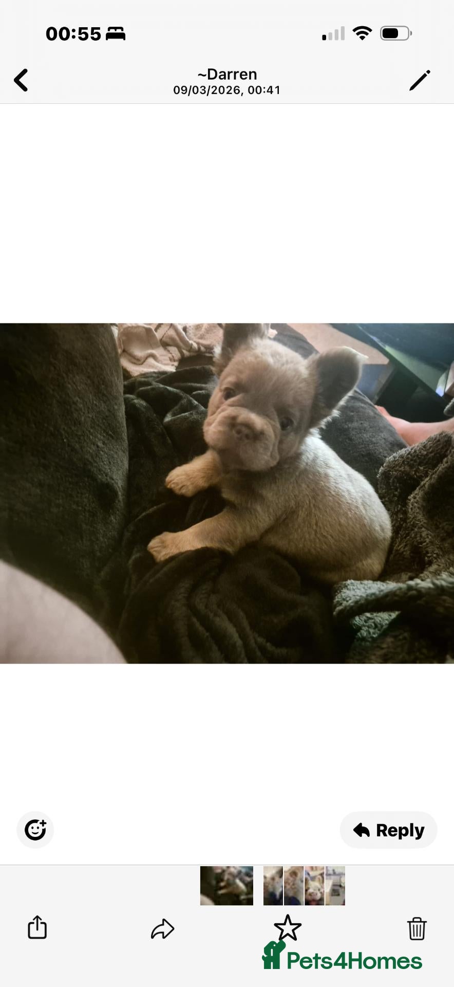 French Bulldog dogs Fluffy french bulldog - Advert 1