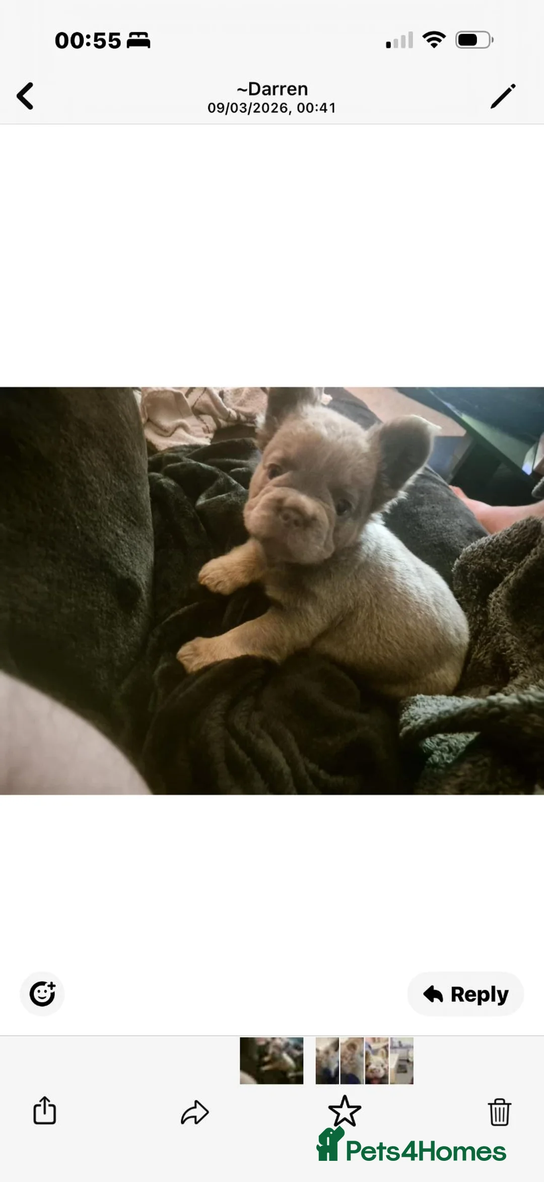 French Bulldog dogs for sale: Fluffy french bulldog in Manchester - Advert 1