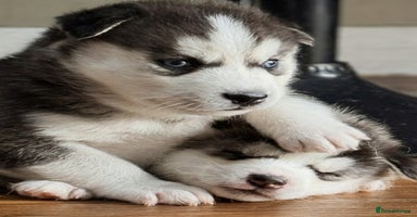 Siberian Husky dogs - Advert 12
