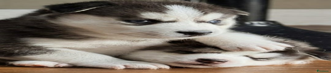Siberian Husky Puppy 1