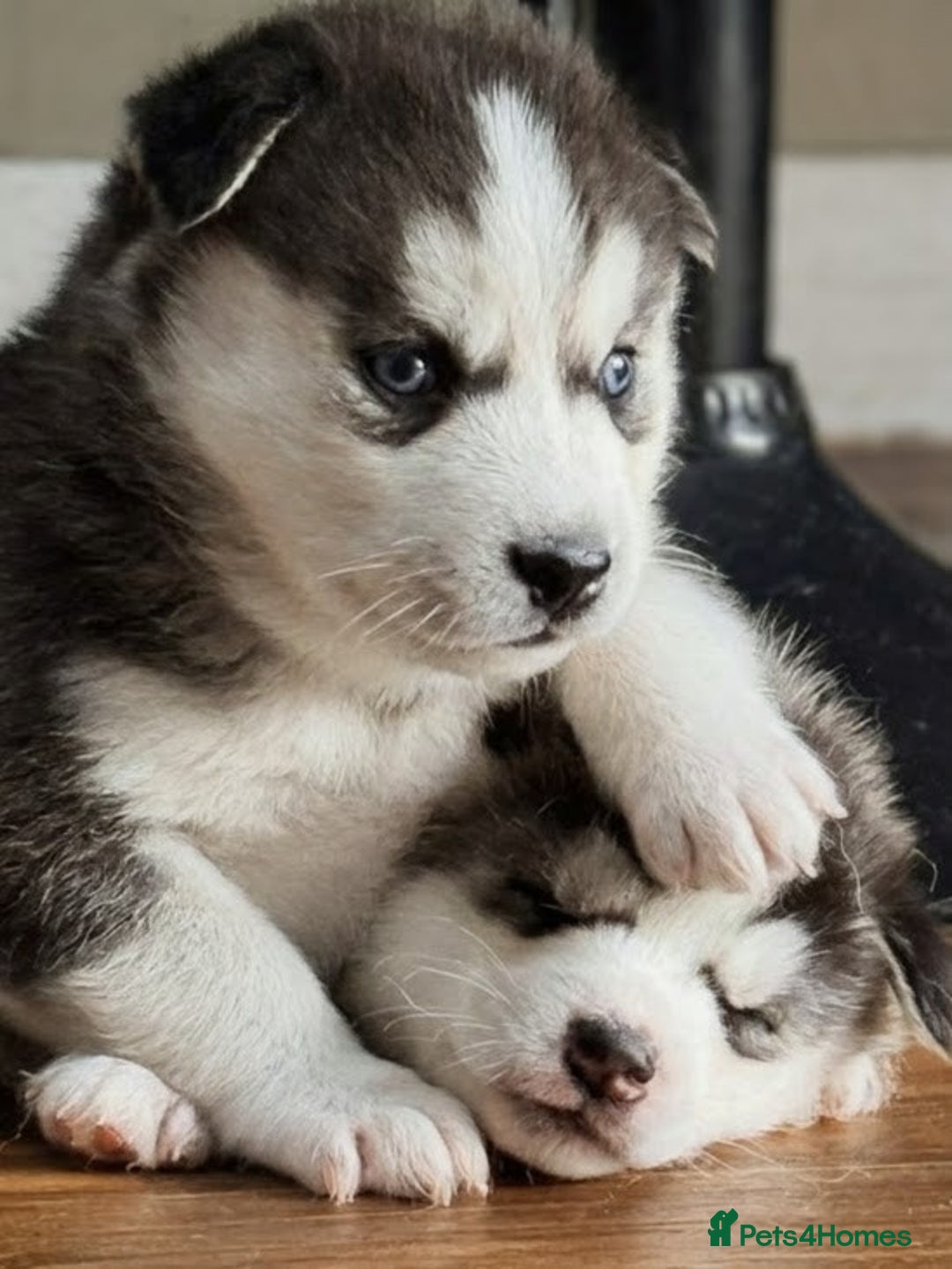 Siberian Husky dogs for sale: BEAUTIFUL SIBERIAN HUSKY PUPPIES  - Image 3