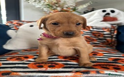 Labrador Retriever dogs for sale: Beautiful fox red Labrador pups - Image 5