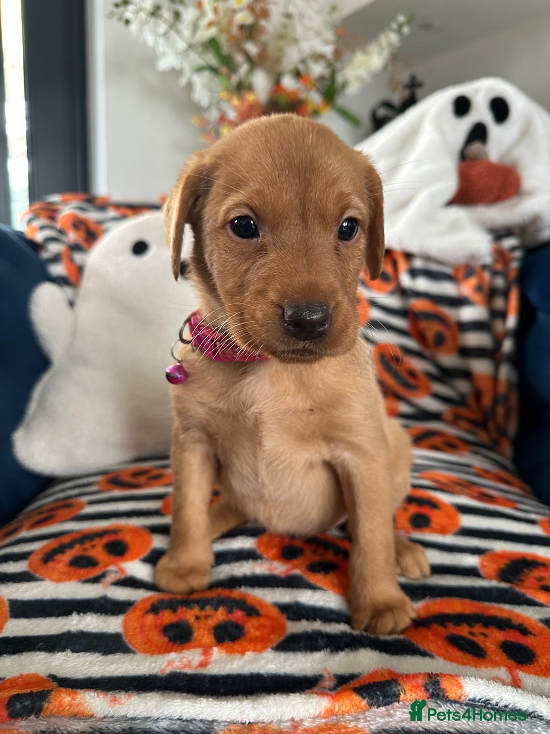 Labrador Retriever dogs for sale: Beautiful fox red Labrador pups - Image 5