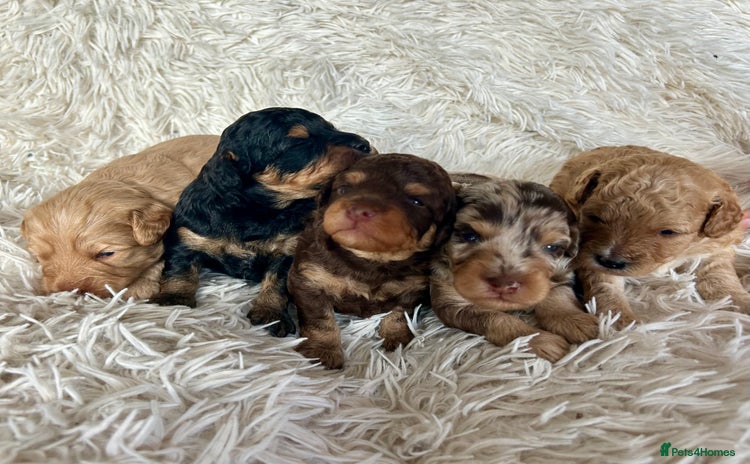 Cavapoo dogs - Advert 1