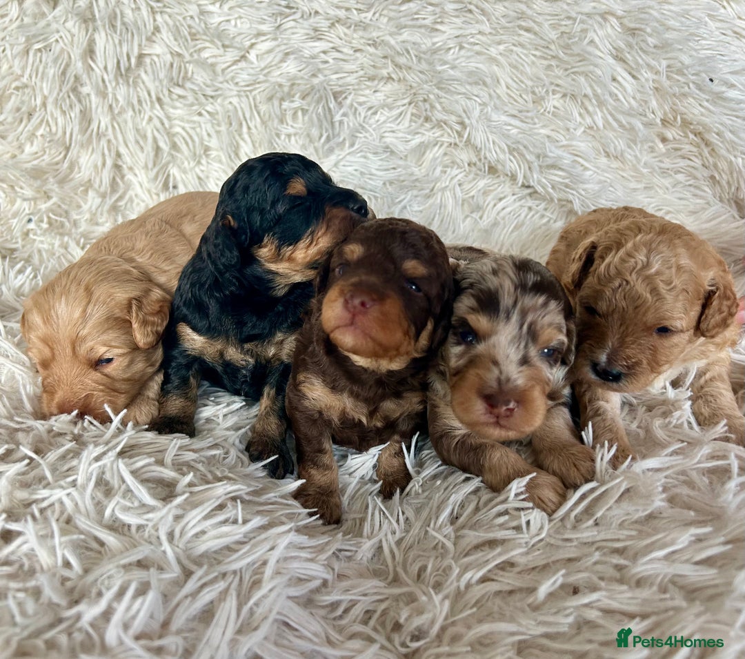 Cavapoo dogs for sale: Stunning Cavapoo puppies  - Image 1