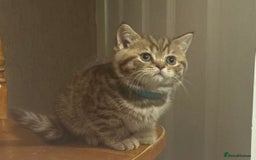 British Shorthair cats for sale: Amazing BSH kittens. READY TO GO!!! - Image 12
