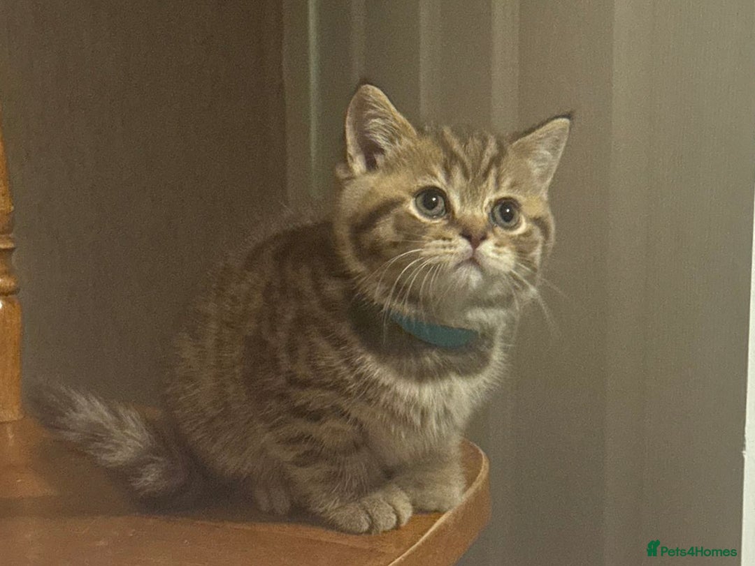 British Shorthair cats for sale: Amazing BSH kittens. READY TO GO!!! - Image 12