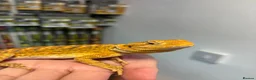 Bearded Dragon reptiles for sale: FEMALE yellow blue bar bearded dragon  - Advert 2