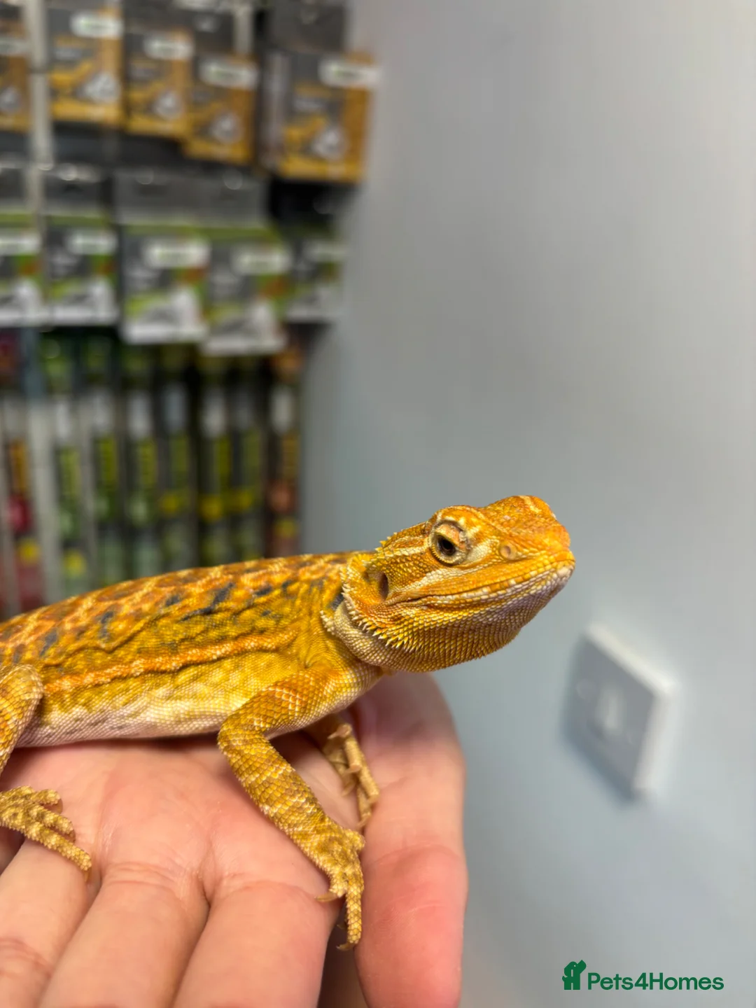 Bearded Dragon reptiles for sale: FEMALE yellow blue bar bearded dragon  - Advert 2