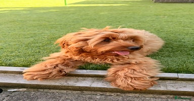 Cockapoo dogs - Advert 7