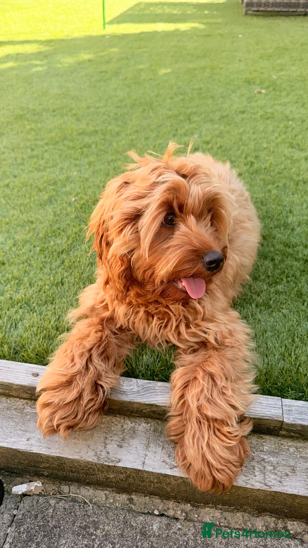 Cockapoo dogs for sale: 🐾 Loving Cockerpoo Puppy for Sale – Meet Nala! 🐾 - Image 2