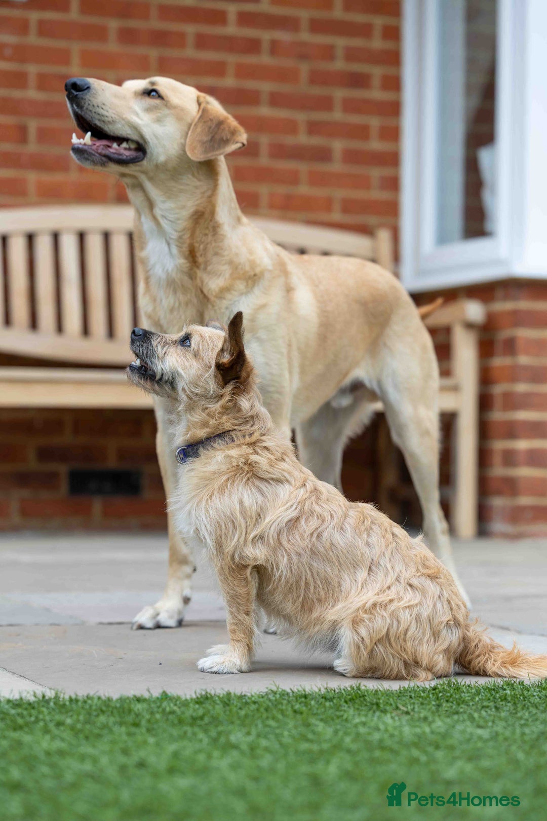 Mixed Breed dogs for adoption: Livvy - Image 6