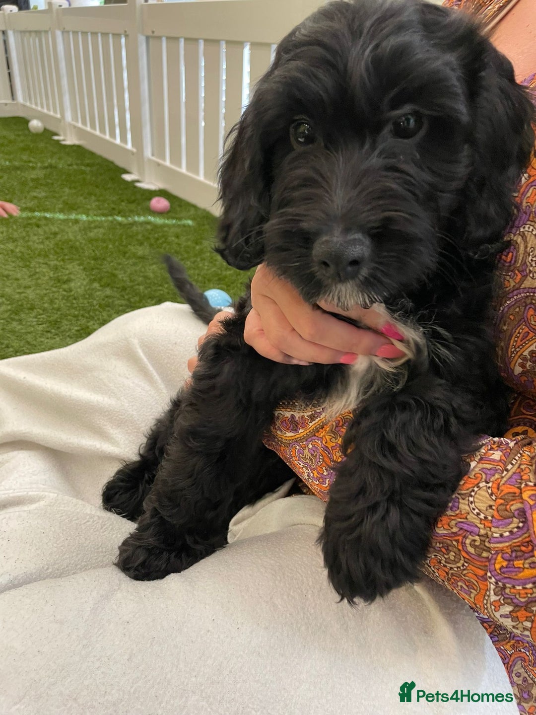 Irish Doodle dogs for sale: Toy Irish Doodle Puppies,1st vac and ready to go!  - Image 34