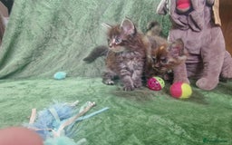 Maine Coon cats for sale: Planned summer babies looking for forever homes - Image 3