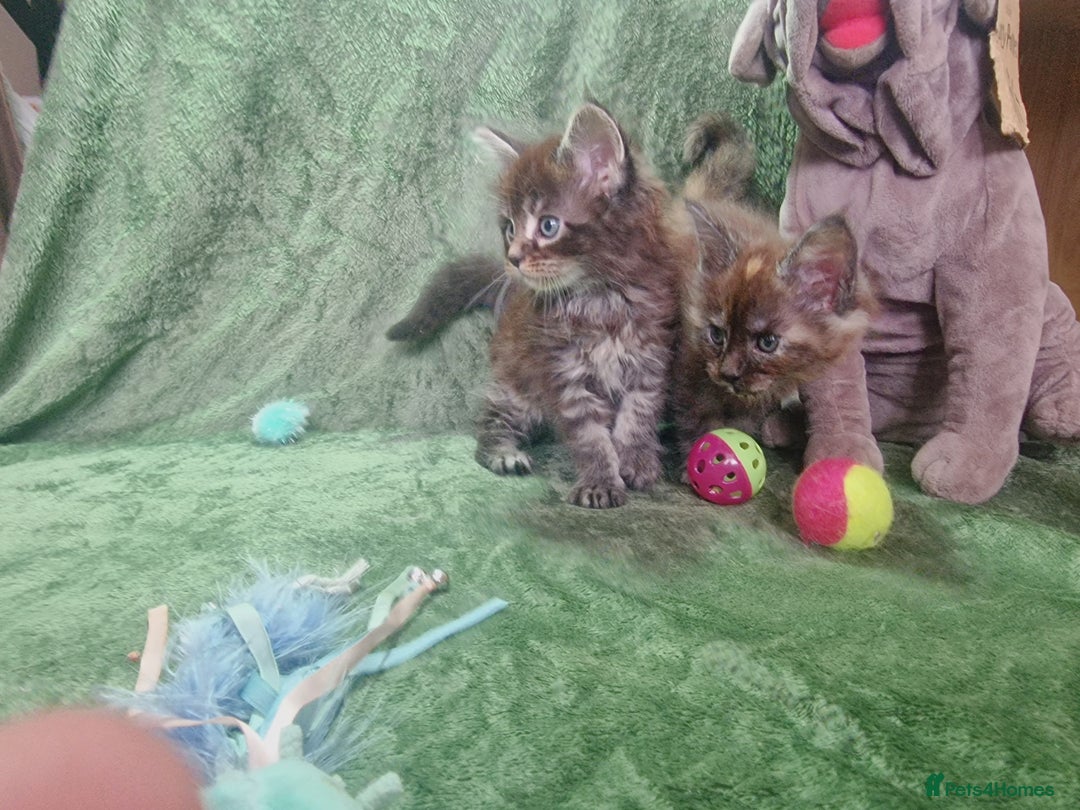 Maine Coon cats for sale: Planned summer babies looking for forever homes - Image 3