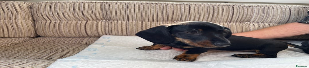 Miniature Dachshund Puppy 1