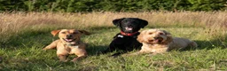 Goldador dogs for sale: 6 Beautiful Goldador Puppies - Advert 22