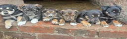 Mixed Breed dogs for sale: husky x huntaway x pups for sale in Wrexham - Advert 5