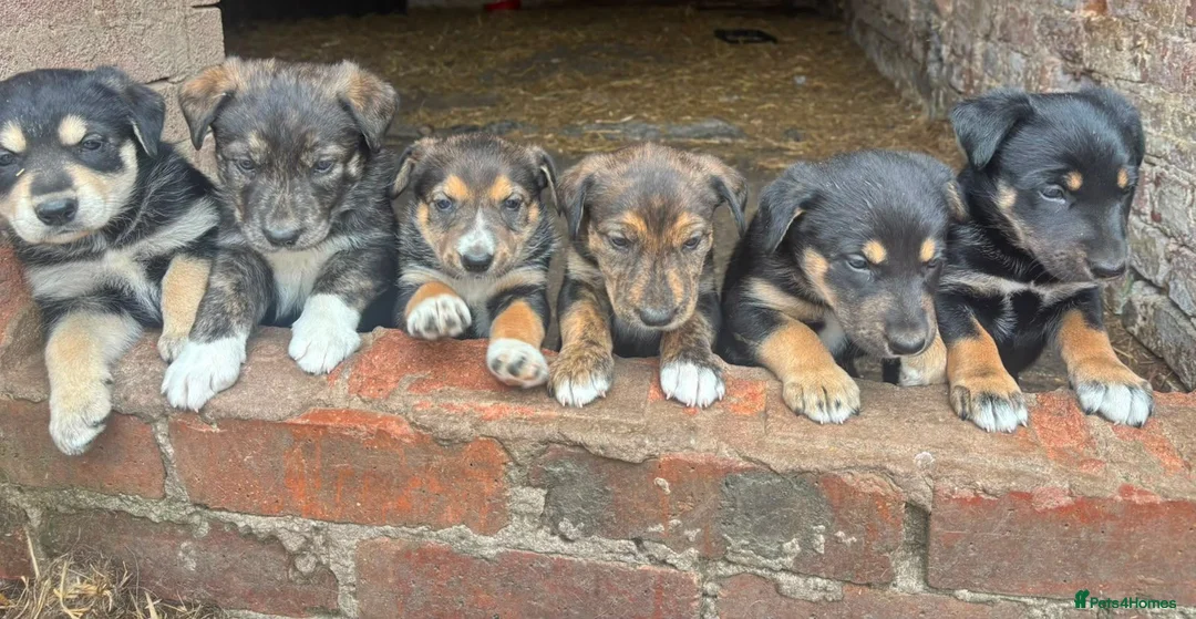 Mixed Breed dogs for sale: husky x huntaway x pups for sale in Wrexham - Advert 5