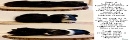 Guinea Pig rodents for sale: 4 pairs of boys and 2 pairs of girls  - Advert 8