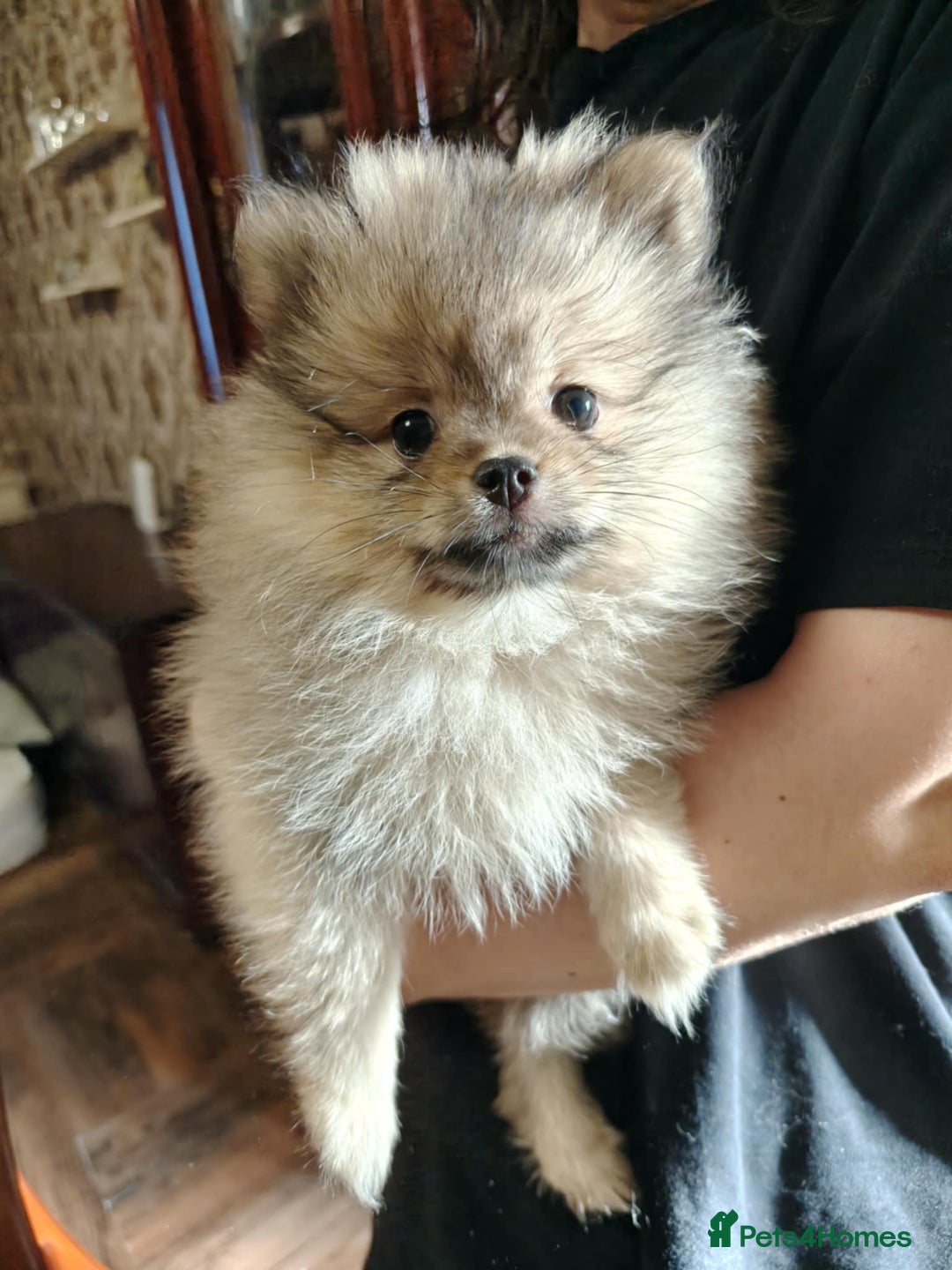 Pomeranian dogs for sale: 💕 Sweet & Playful Pomeranian Girl Puppy - Image 2