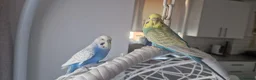 Budgerigars birds for sale: Budgies  in London - Advert 2