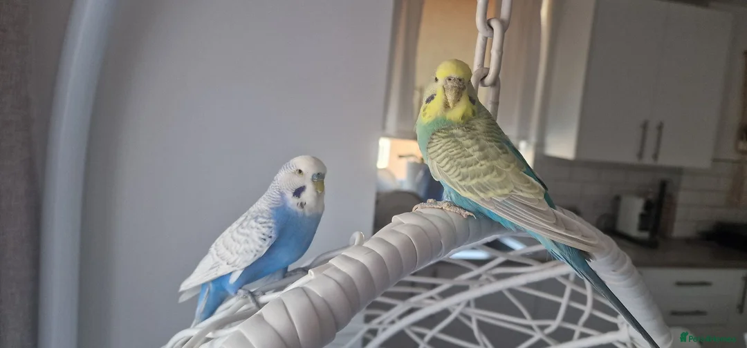 Budgerigars birds for sale: Budgies  in London - Advert 2