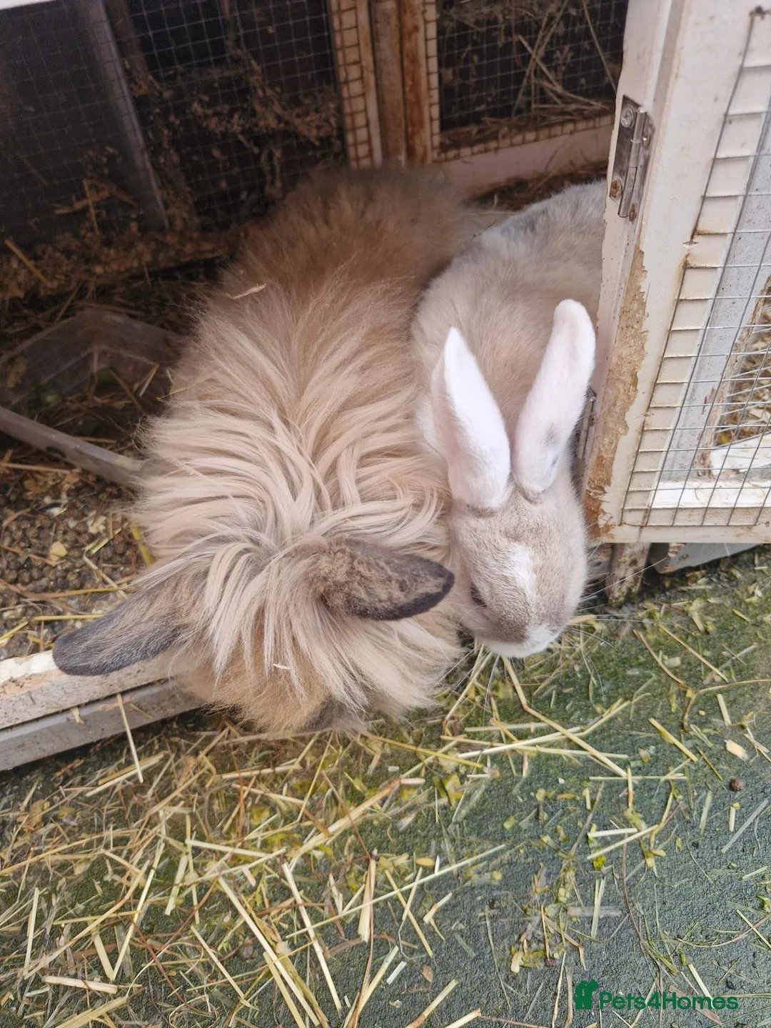 Lionhead rabbits for sale: Lion head  rabbits  - Advert 8