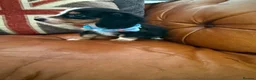 Miniature Dachshund dogs for sale: Miniature Dachshund 5 ⭐ License 5 ⭐ reviews - Advert 9