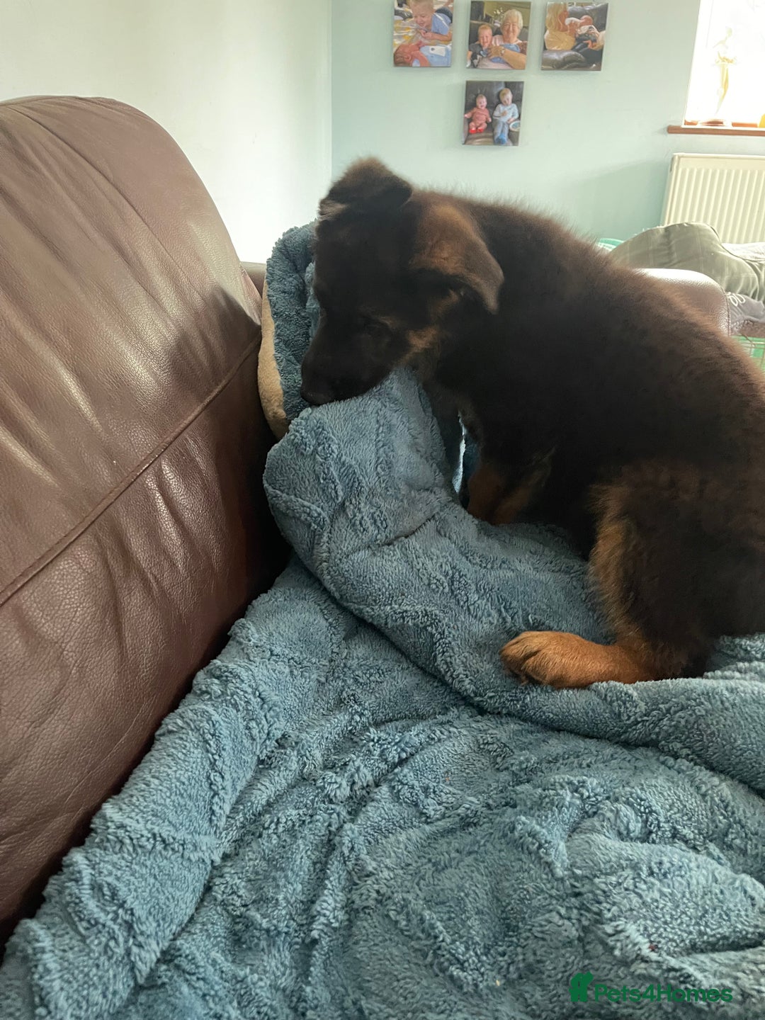 German Shepherd dogs for sale: German Shepherd pups KCRegistered/hip&elbow scored - Image 29