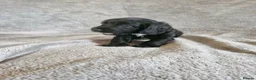 Cocker Spaniel dogs for sale: Cocker spaniel  in Helston - Advert 12