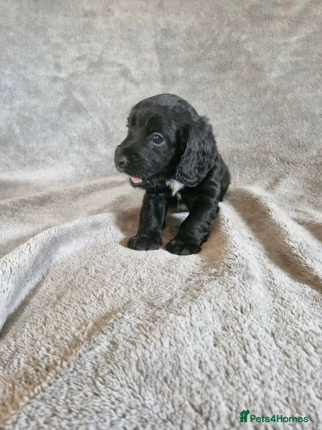 Cocker Spaniel dogs for sale: Cocker spaniel  in Helston - Advert 12