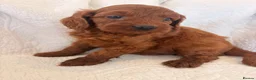 Cavapoo dogs for sale: LICENSED BREEDER HEALTH TESTED CAVAPOOS - Advert 6