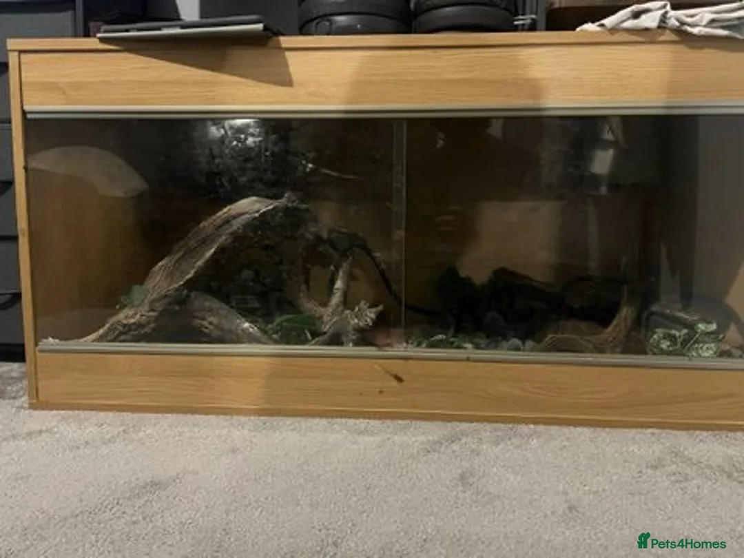 Python Snake reptiles for sale: Gorgeous Ball Python named Indie  - Advert 5