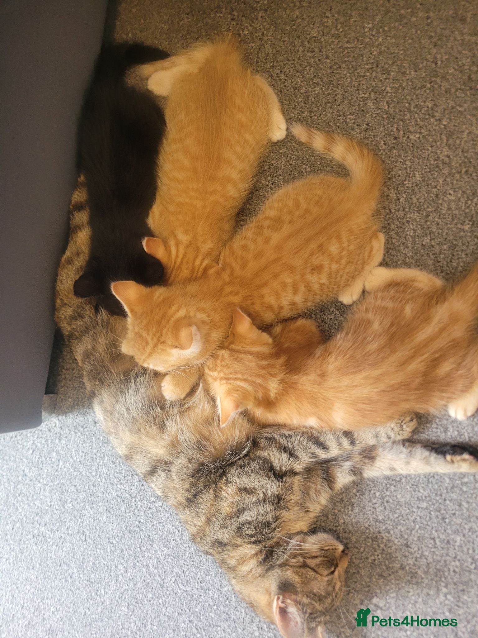 Mixed Breed cats 3 ginger male kittens, 1 black female kitten - Advert 12