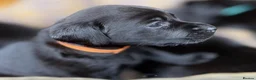 Labrador Retriever dogs for sale: Outstanding Labrador Puppies–Exceptional Pedigree - Advert 20
