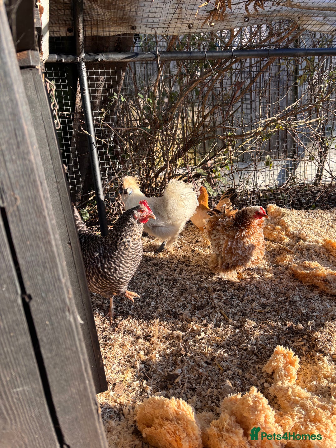 Chickens poultry for sale: FREE silkie cockerel - Advert 5