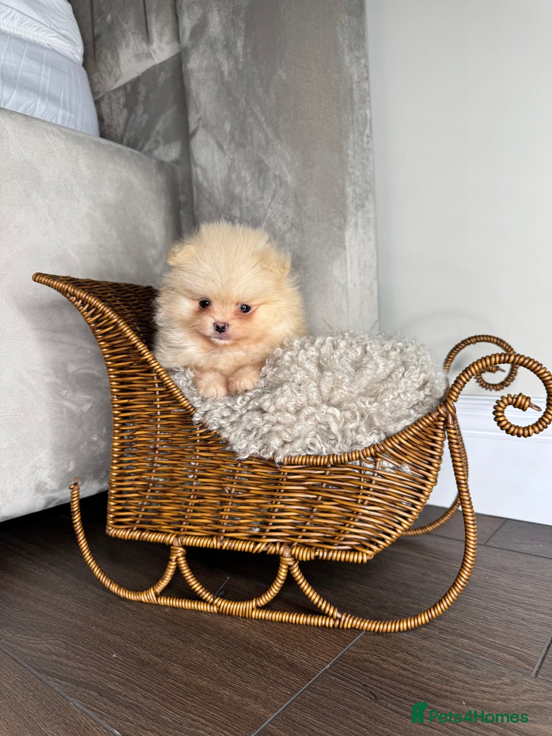 Pomeranian dogs for sale: 3 TEDDY KC POMERANIANS LEFT 🐶 - Advert 10
