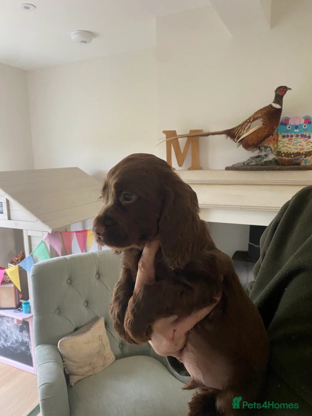 Cocker Spaniel dogs for sale: Beautiful boys!! - Advert 4