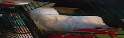 Guinea Pig rodents for sale: 2x female skinny pigs - Advert 14