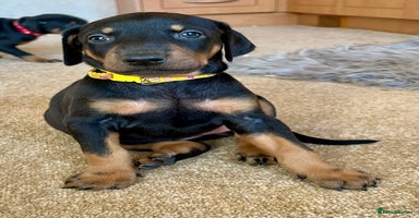 Dobermann dogs KC registered health tested Doberman puppies - Advert 2