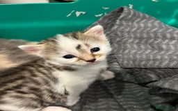 British Shorthair cats for sale: Two male kittens  - Image 7