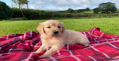 Golden Retriever dogs - Advert 15
