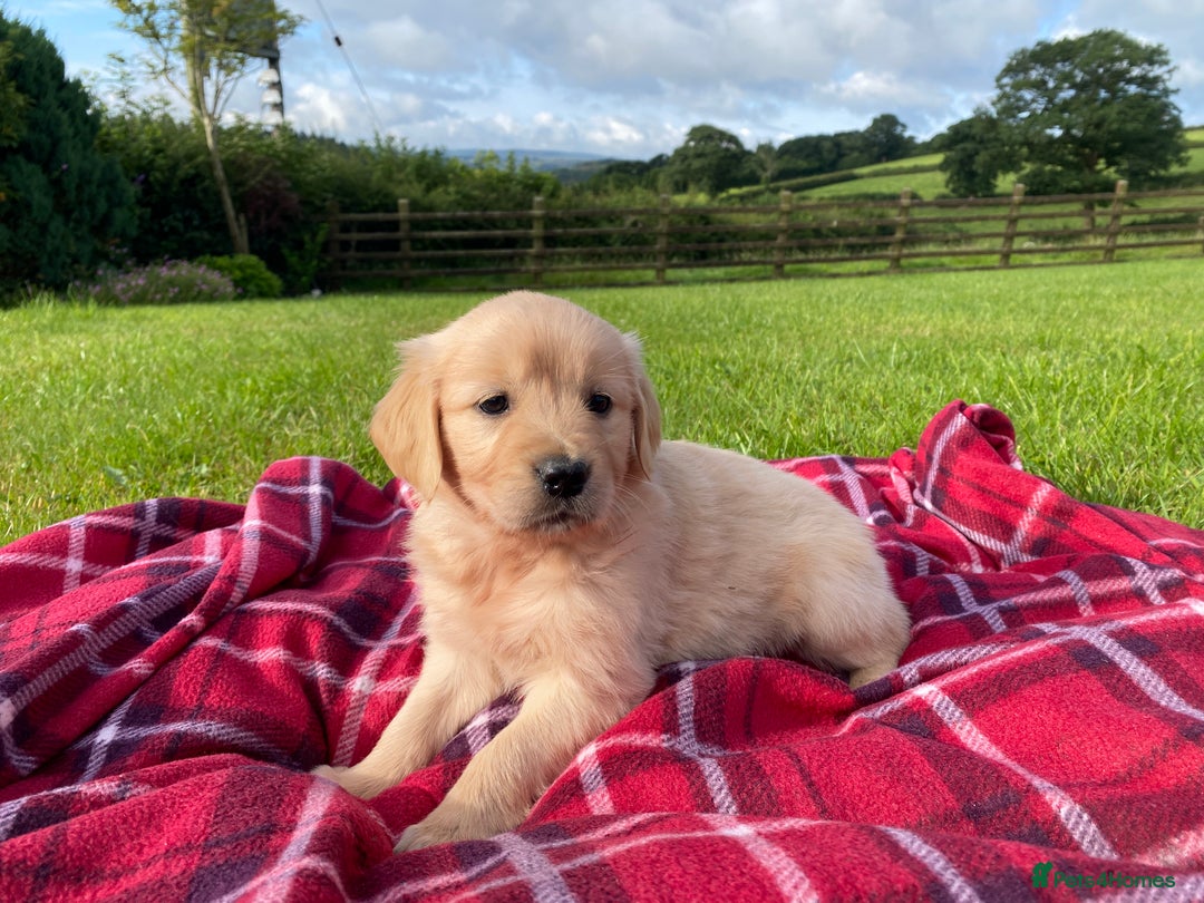 Golden Retriever dogs for sale: ⭐️ Beautiful Golden Retriver Puppies ⭐️ - Image 2