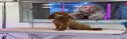 Miniature Poodle dogs for stud: KC REG MINATURE POODLE STUD!! - Advert 2