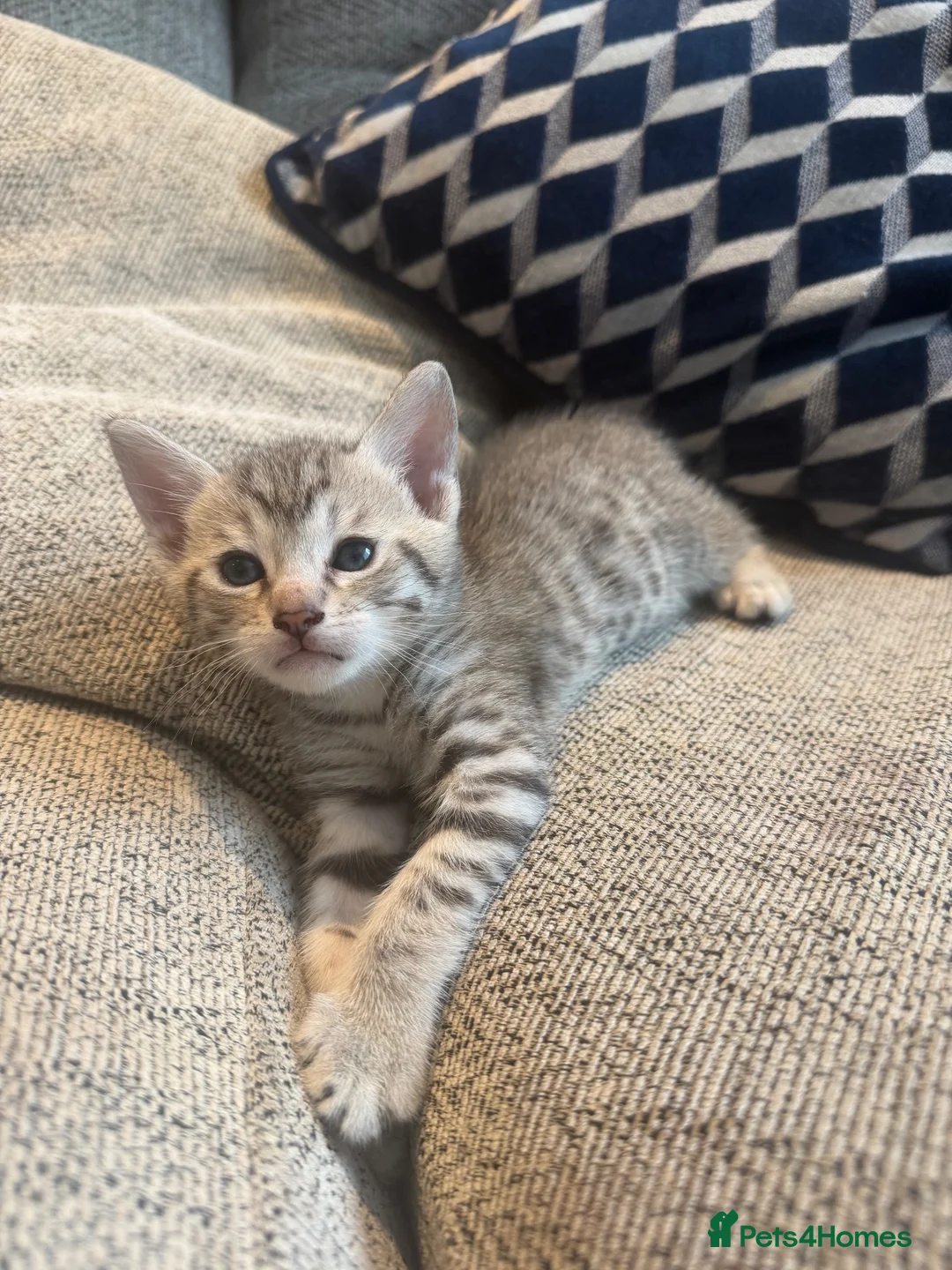 Mixed Breed cats for sale: Kittens in Holywell - Advert 2
