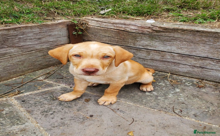 Mixed Breed dogs - Advert 4