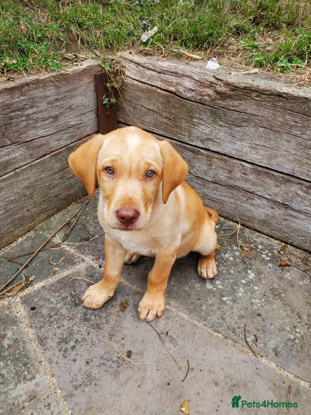 Mixed Breed dogs for sale: 3 gorgeous puppies ready for their new home - Image 1