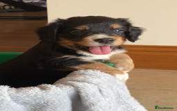 Cocker Spaniel dogs for sale: Outstanding Cocker Spaniel  - Image 3