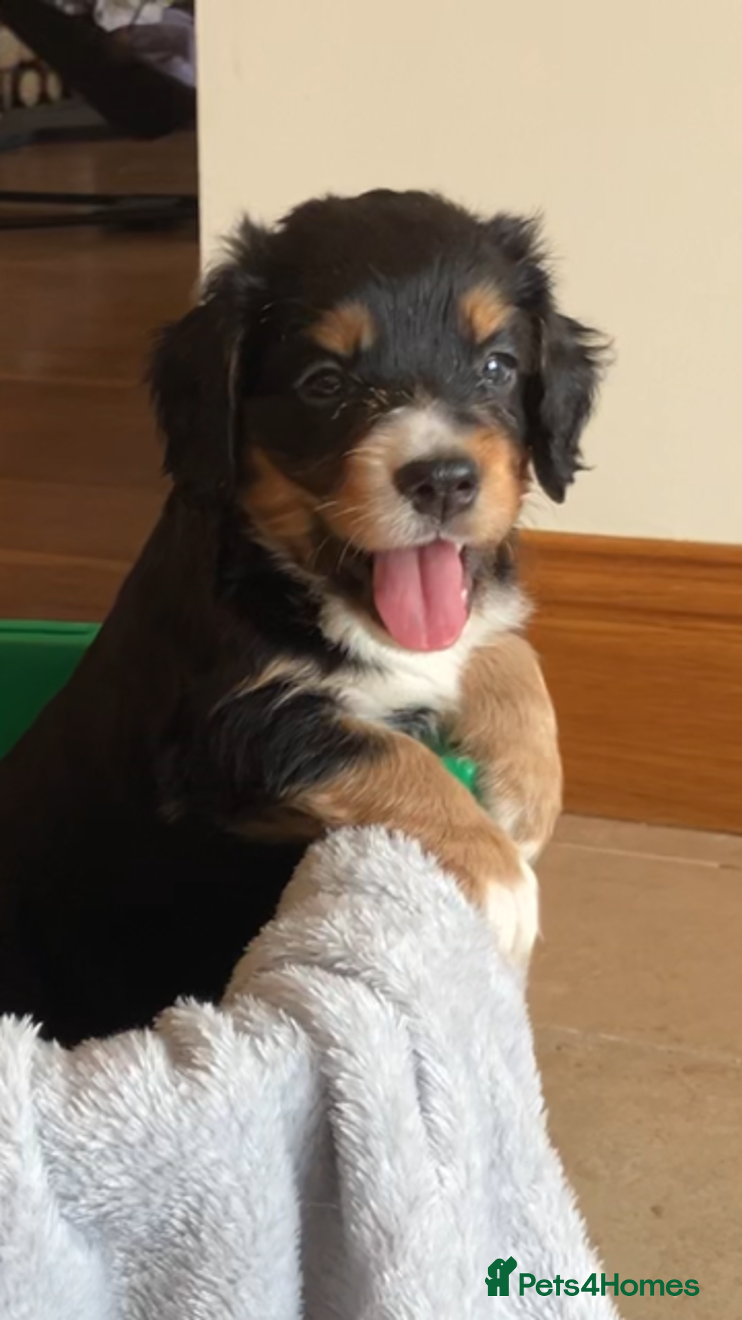 Cocker Spaniel dogs for sale: Outstanding Cocker Spaniel  - Image 3